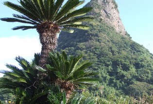 蘇鉄　ソテツ　鹿児島‼️