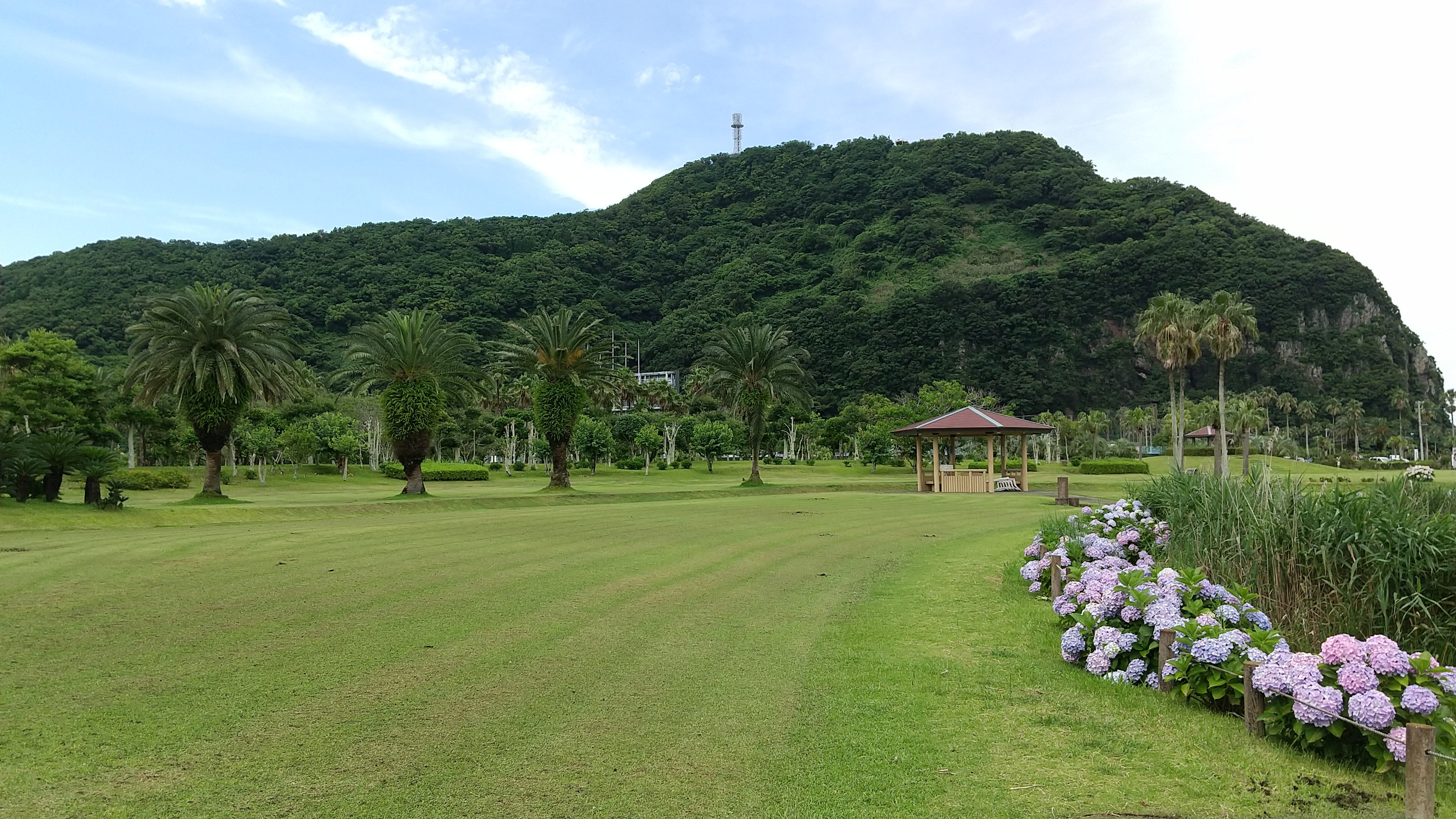 フラワー公園　あじさい.JPG