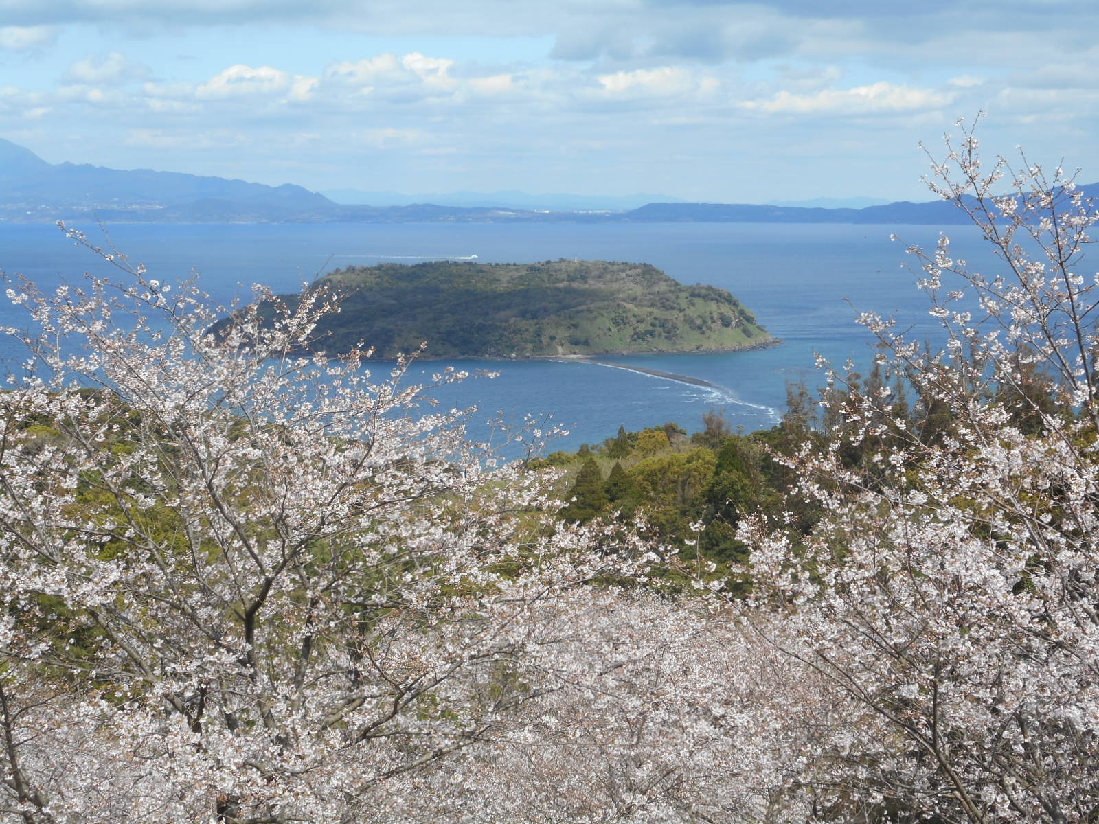 魚見岳　桜.JPG