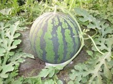 すいか|農政課|指宿市
