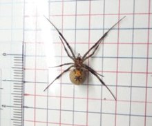 ハイイロゴケグモ成体の腹面