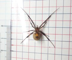 ハイイロゴケグモ成体の腹面