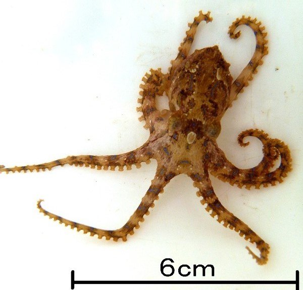 危険生物 ヒョウモンダコ に注意してください 環境政策課