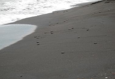 海に帰る子ガメの様子