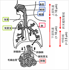 人の呼吸器と粒子の沈着領域 概念図