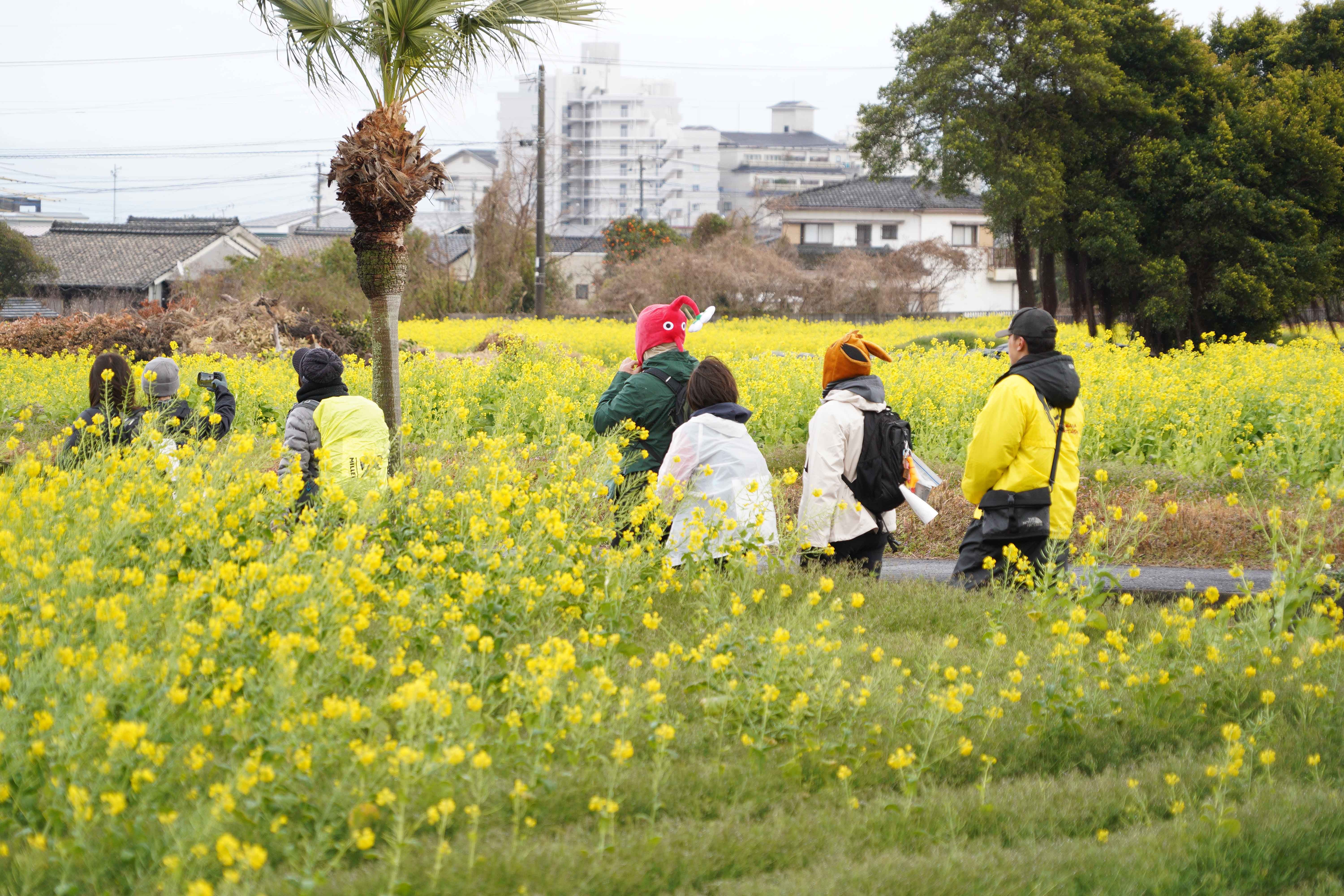 20260207 第34回いぶすき菜の花マーチ2.jpg