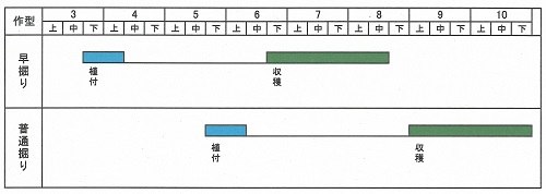 さつまいも 農政課