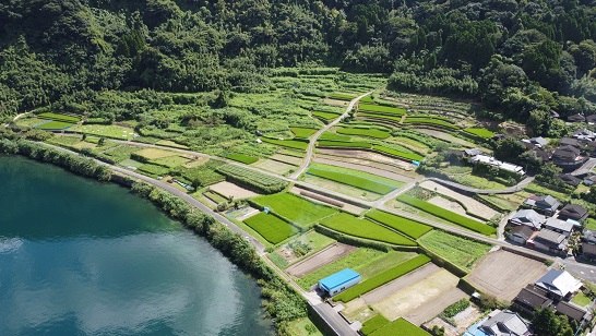 尾下の棚田(全景)