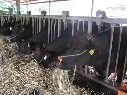 牛肉 農産技術課 牛肉 農産技術課