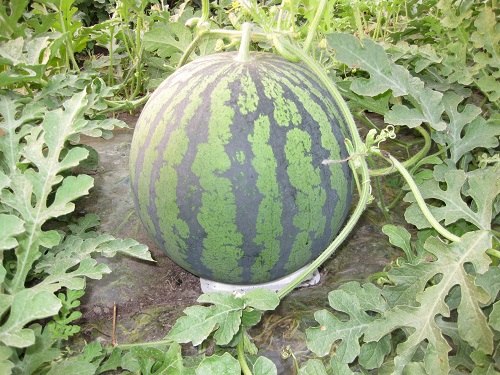 すいか - 農政課