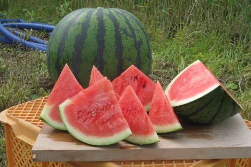 すいか - 農政課