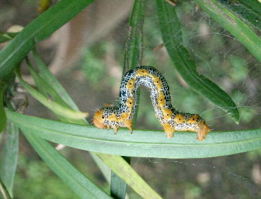 キオビエダシャク幼虫